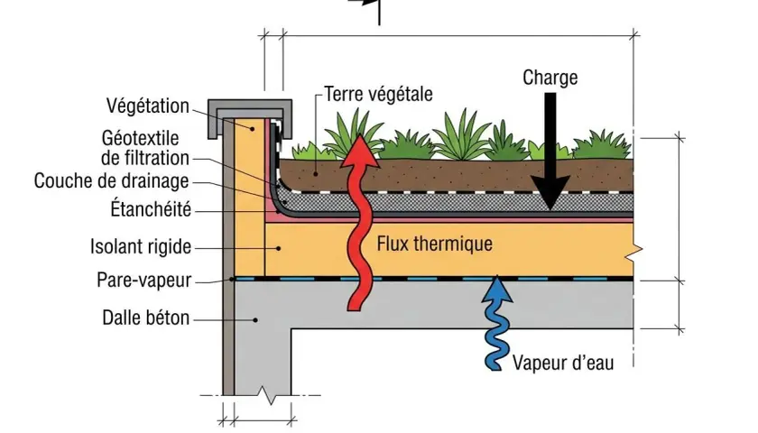 Coupe d'une toiture chaude végétalisée : terre, végétation, drainage, étanchéité, isolant rigide et dalle béton. Flux thermique et vapeur d'eau indiqués.